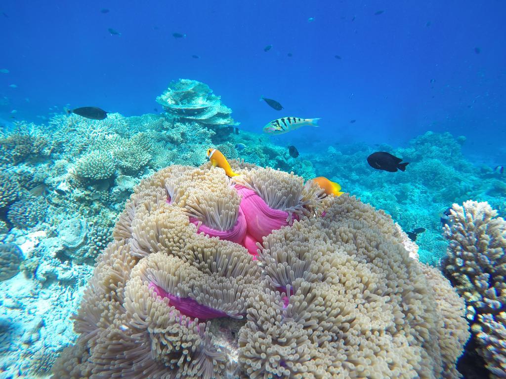 Lily Rest Maldives Hotell Maafushi Eksteriør bilde