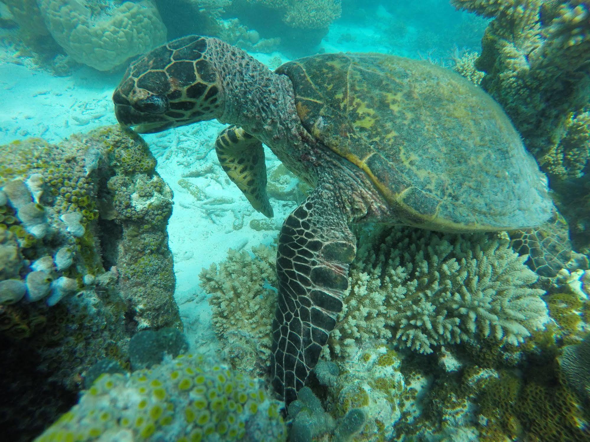 Lily Rest Maldives Hotell Maafushi Eksteriør bilde